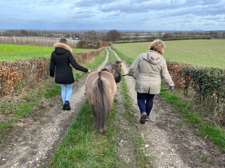 Paardencoaching, de kracht van het paard als coach!